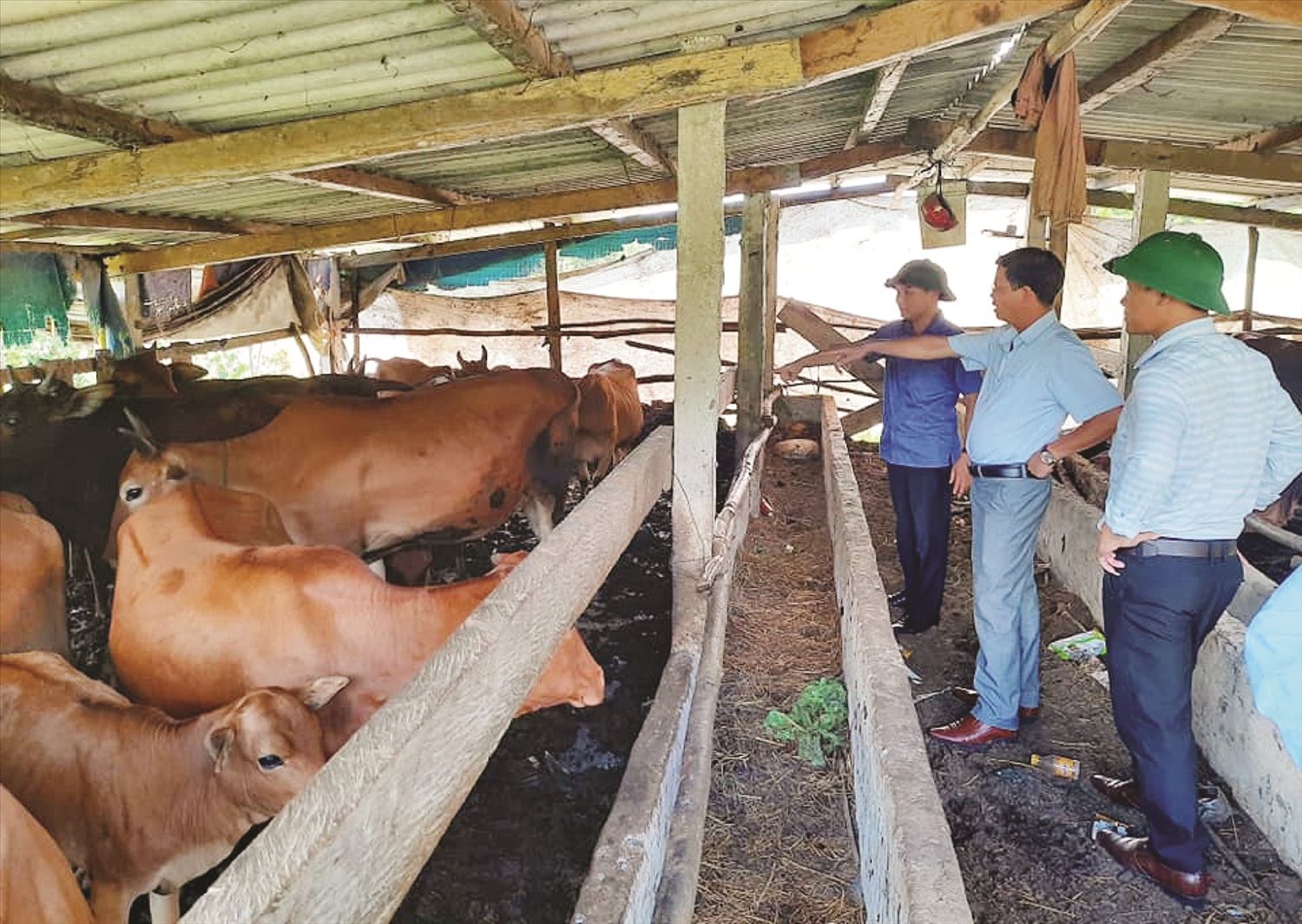 Nhiều hộ dân ở Đông Sơn phát triển kinh tế chăn nuôi bò vàng.