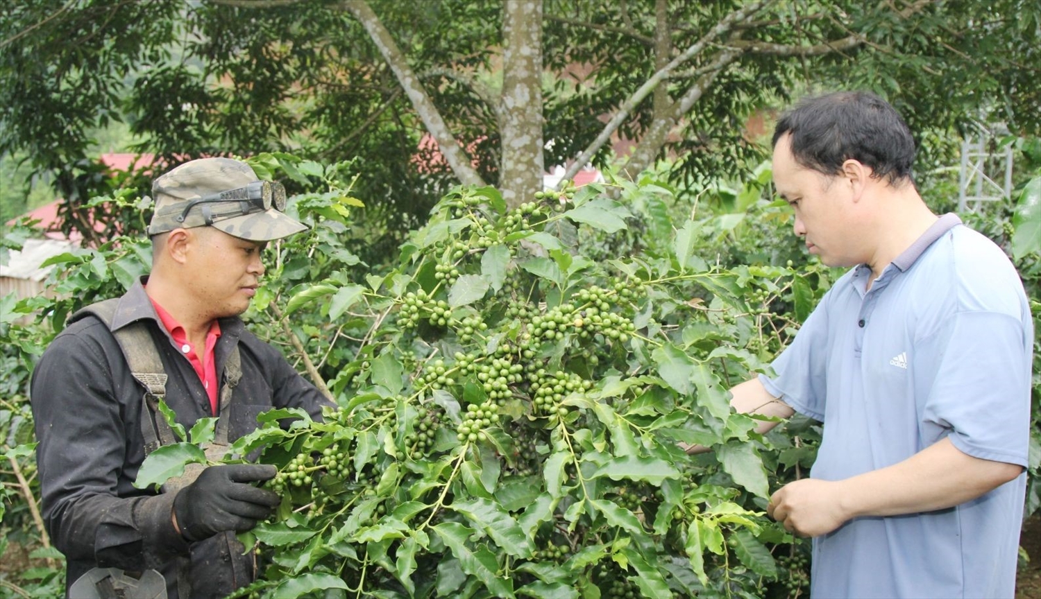 Mô hình trồng cà phê theo hướng hữu cơ của Nhân dân bản Ớt Chả, xã Nà Ớt, huyện Mai Sơn (Ảnh: Báo Sơn La)