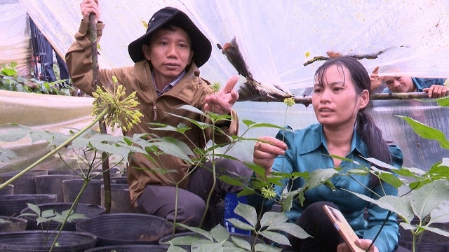 Ông Thái Văn Tưởng, Bí thư Huyện ủy Đăk Glei thăm quan mô hình trồng sâm Ngọc Linh của gia đình chị Nguyễn Thị Huyền ở thôn Xốp Dùi, xã Xốp