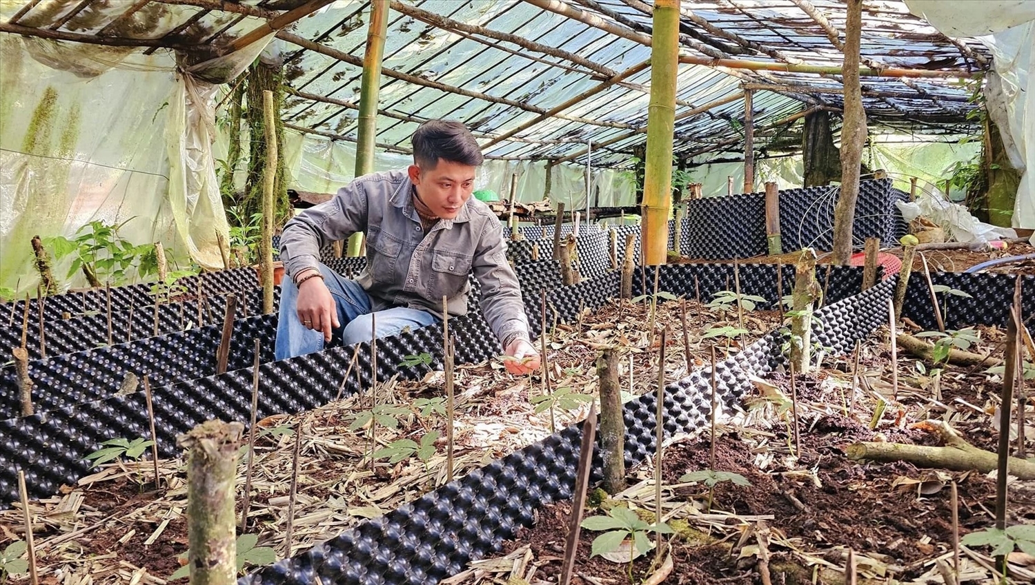 Nhiều hộ dân đã mạnh dạn đầu tư trồng cây sâm Ngọc Linh với quy mô lớn