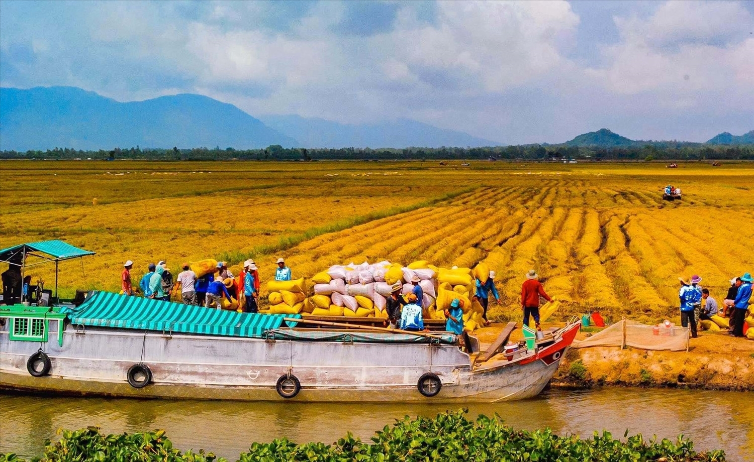 Đồng bằng sông Cửu Long nâng cao chất lượng lúa gạo