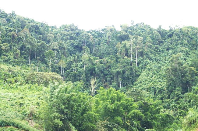 Bảo vệ đa dạng sinh học tại rừng phòng hộ Ba Tơ