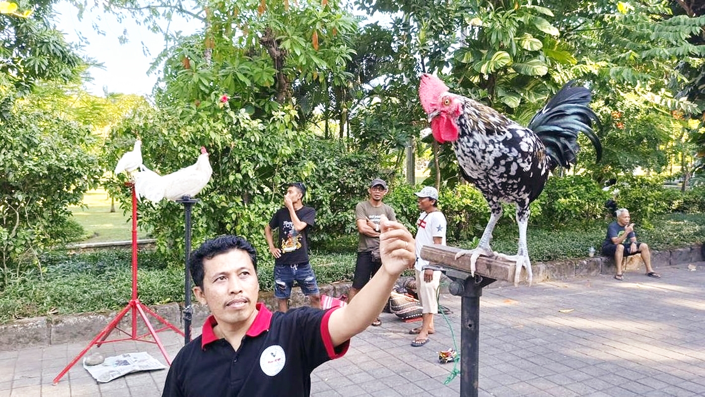  Giống gà cười Indonesia