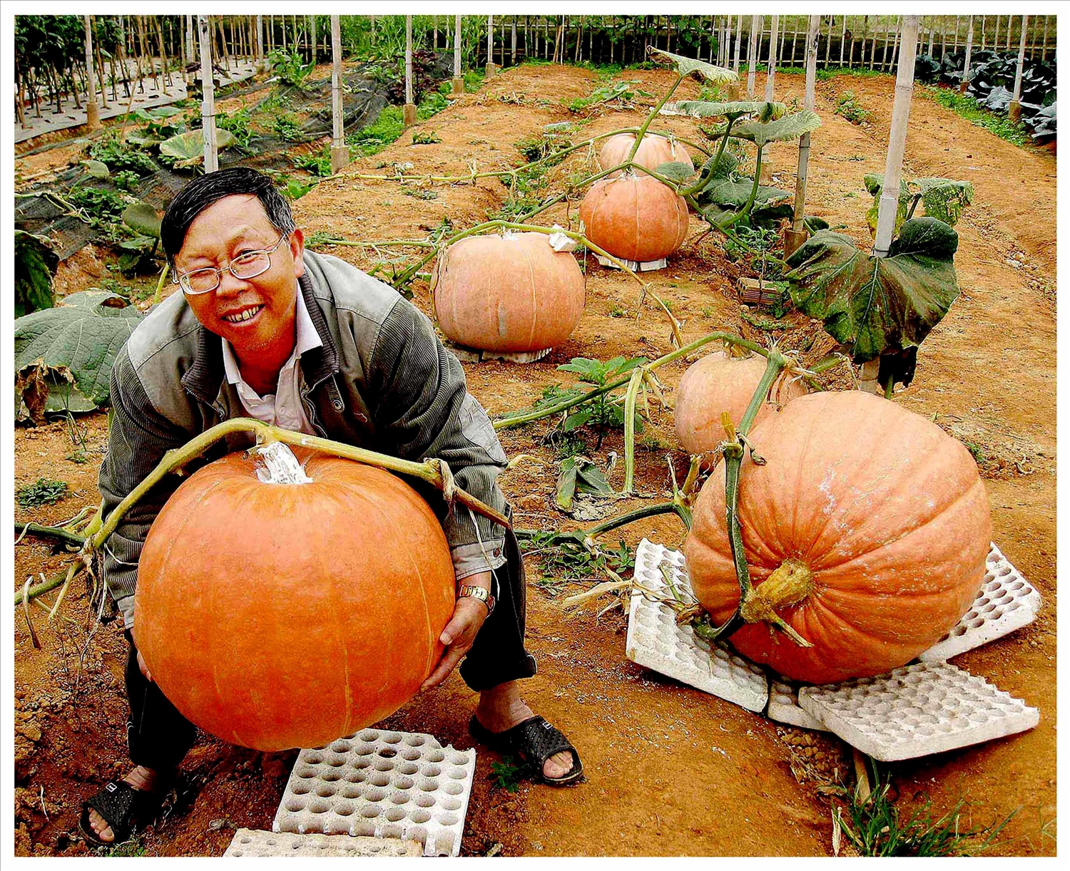 Nhà nông Lê Hữu Phan và sản phẩm nông sản bí ngô Mỹ do anh trồng trong vườn nhà tại Đà Lạt