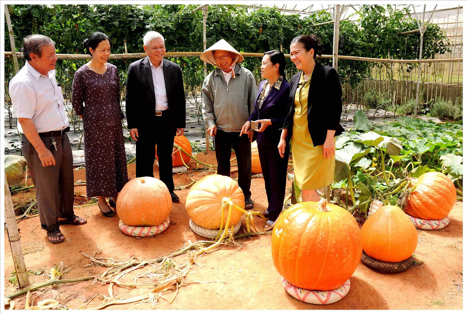Anh Lê Hữu Phan trao đổi kinh nghiệm trồng bí ngô Mỹ