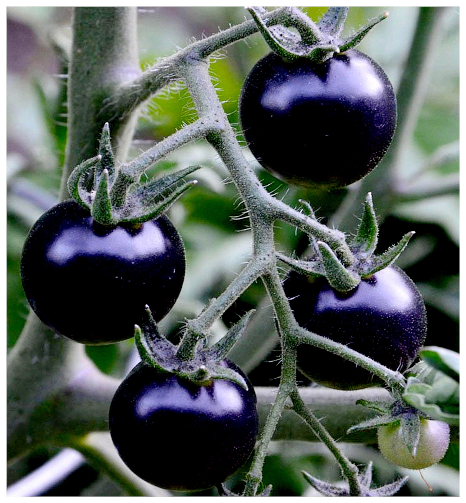 Cà chua đen trong vườn của anh Lê Hữu Phan.