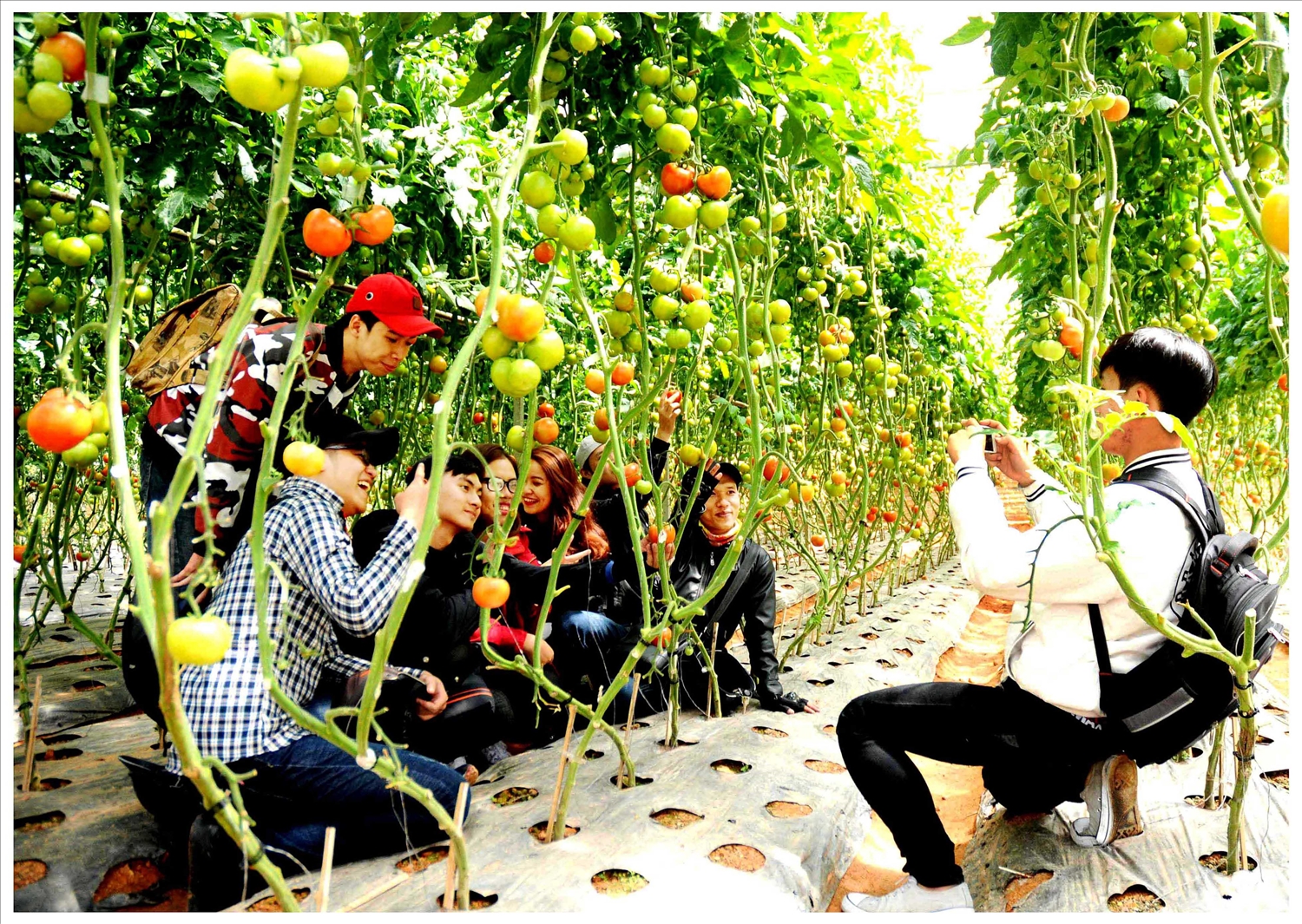 Du khach tham quan và check in trong vườn nông sản của anh Lê Hữu Phan.