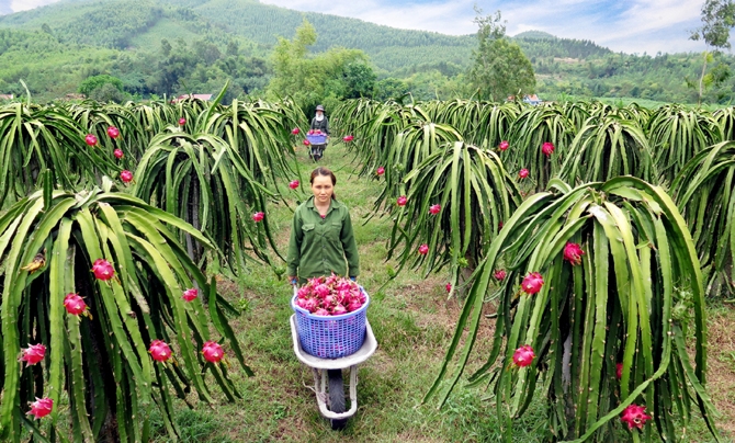 Mô hình trồng thanh long đỏ theo tiêu chuẩn VietGap tại huyện Lập Thạch, tỉnh Vĩnh Phúc.