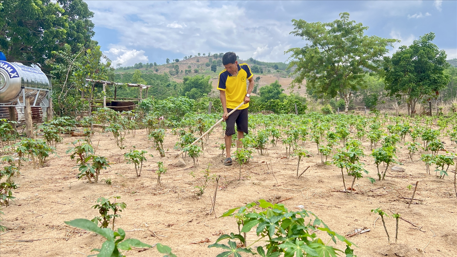 Anh A Ngải (xã Ya Ly, huyện Sa Thầy, Kon Tum) chăm sóc rẫy trồng mì tăng thu nhập cho gia đình