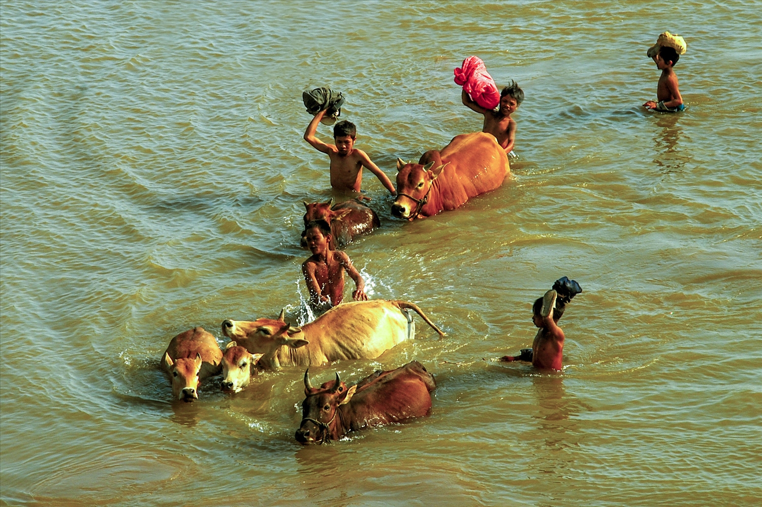 Cứ chiều về, lũ trẻ lại thoả thích bơi lội với những chú bò qua sông.