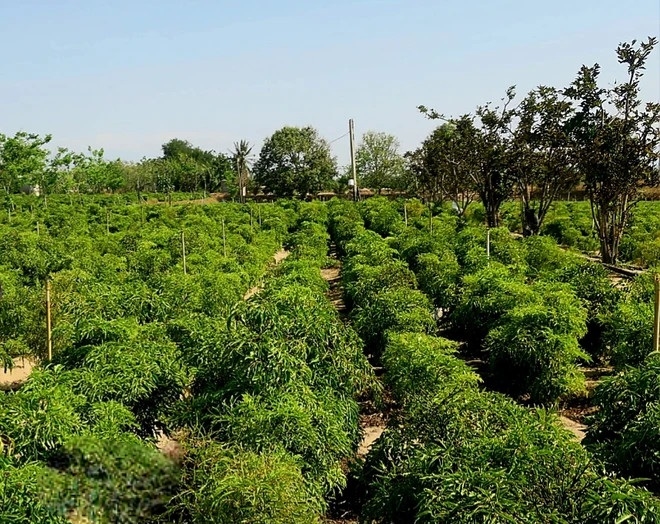 Đinh lăng là một trong 25 loại cây dược liệu đang được tỉnh Ninh Thuận ưu tiên phát triển quy mô lớn.