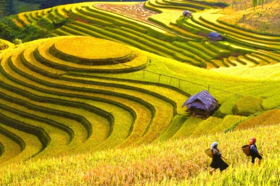 Mùa vàng ở Hà Giang.