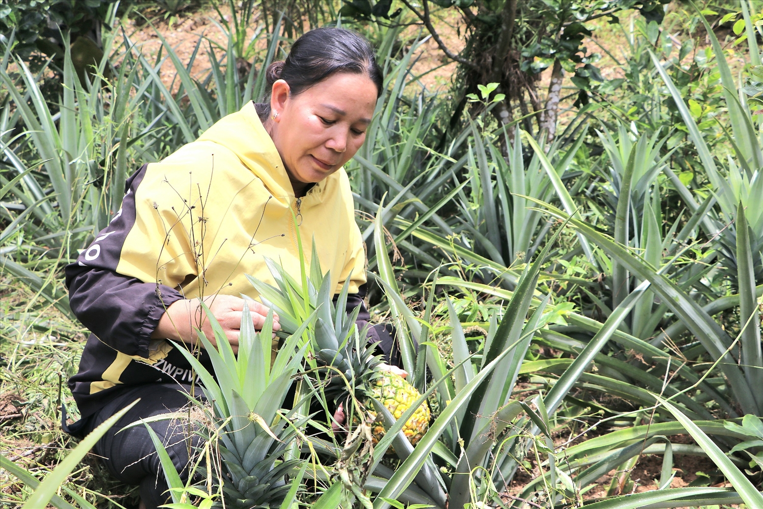 Vườn dứa của gia đình chị Lê Thị Phương ở thôn Đắc Trên, xã Sơn Dung, huyện Sơn Tây.