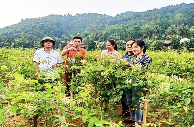 Nhờ được hỗ trợ vay vốn, nhiều hộ gia đình ở miến núi Thanh Hóa đã vươn lên thoát nghèo