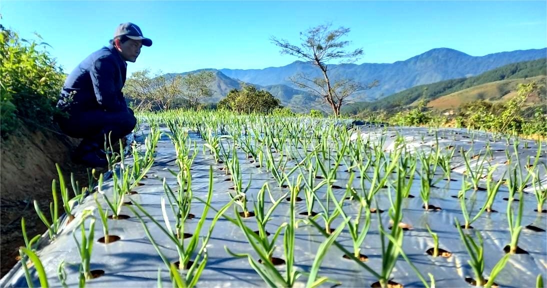 Cây gừng đang mang lại nguồn thu nhập ổn định cho đồng bào Xơ Đăng ở xã Đăk Na, huyện Tu Mơ Rông