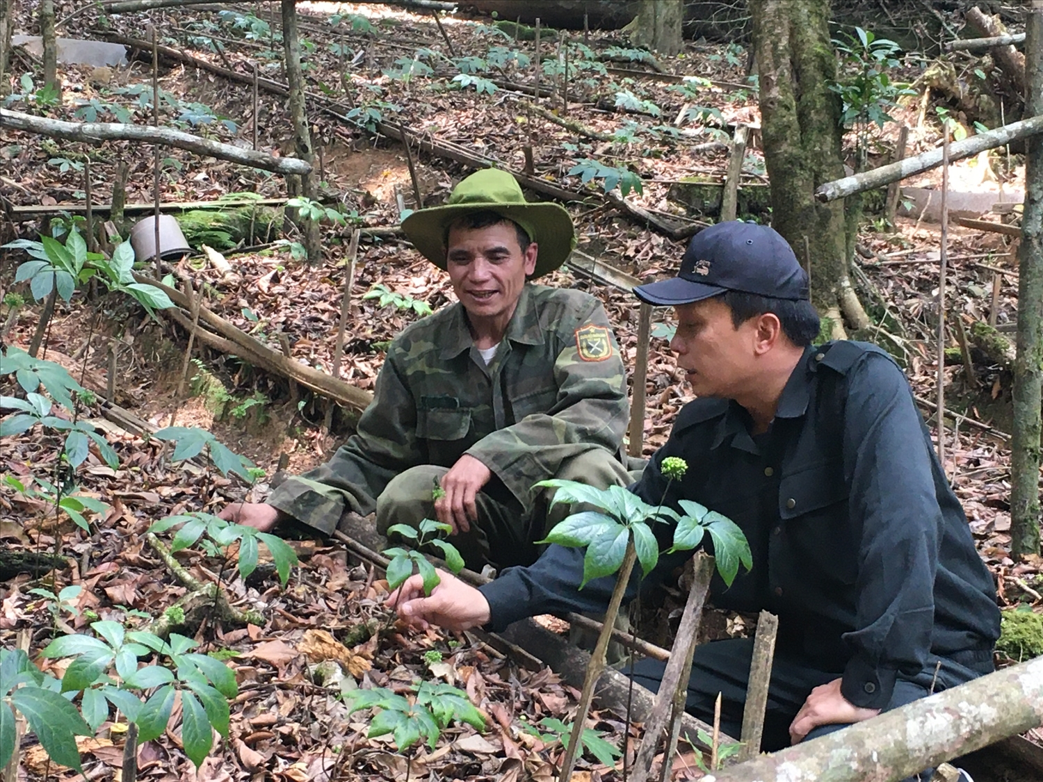 Tỉnh Kon Tum đang kêu gọi các doanh nghiệp đầu tư phát triển các loại cây dược, nhất là sâm Ngọc Linh 