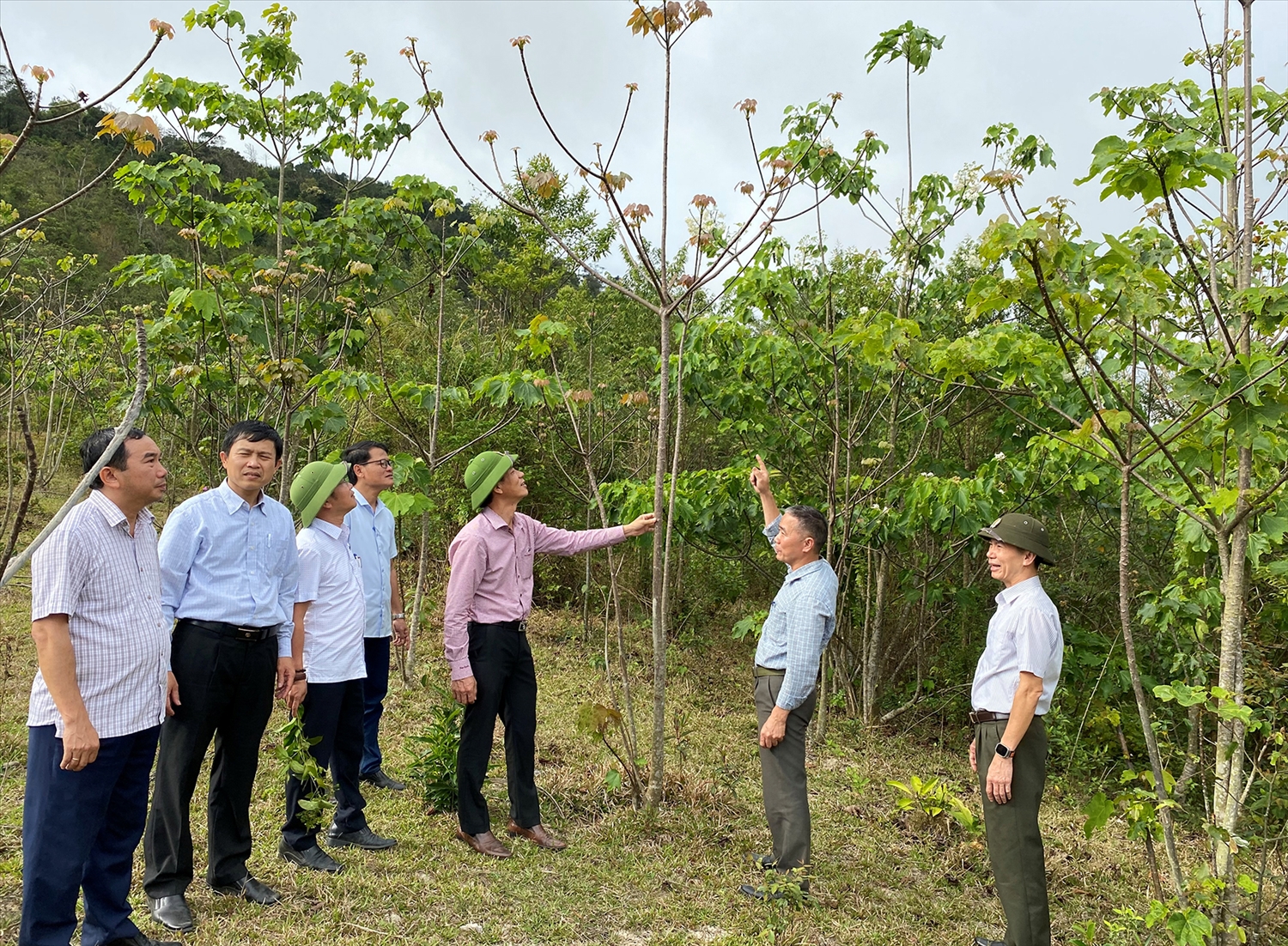 Đoàn giám sát kiểm tra thực địa rừng trồng thay thế tại Tiểu khu 694, xã Hướng Phùng, huyện Hướng Hóa