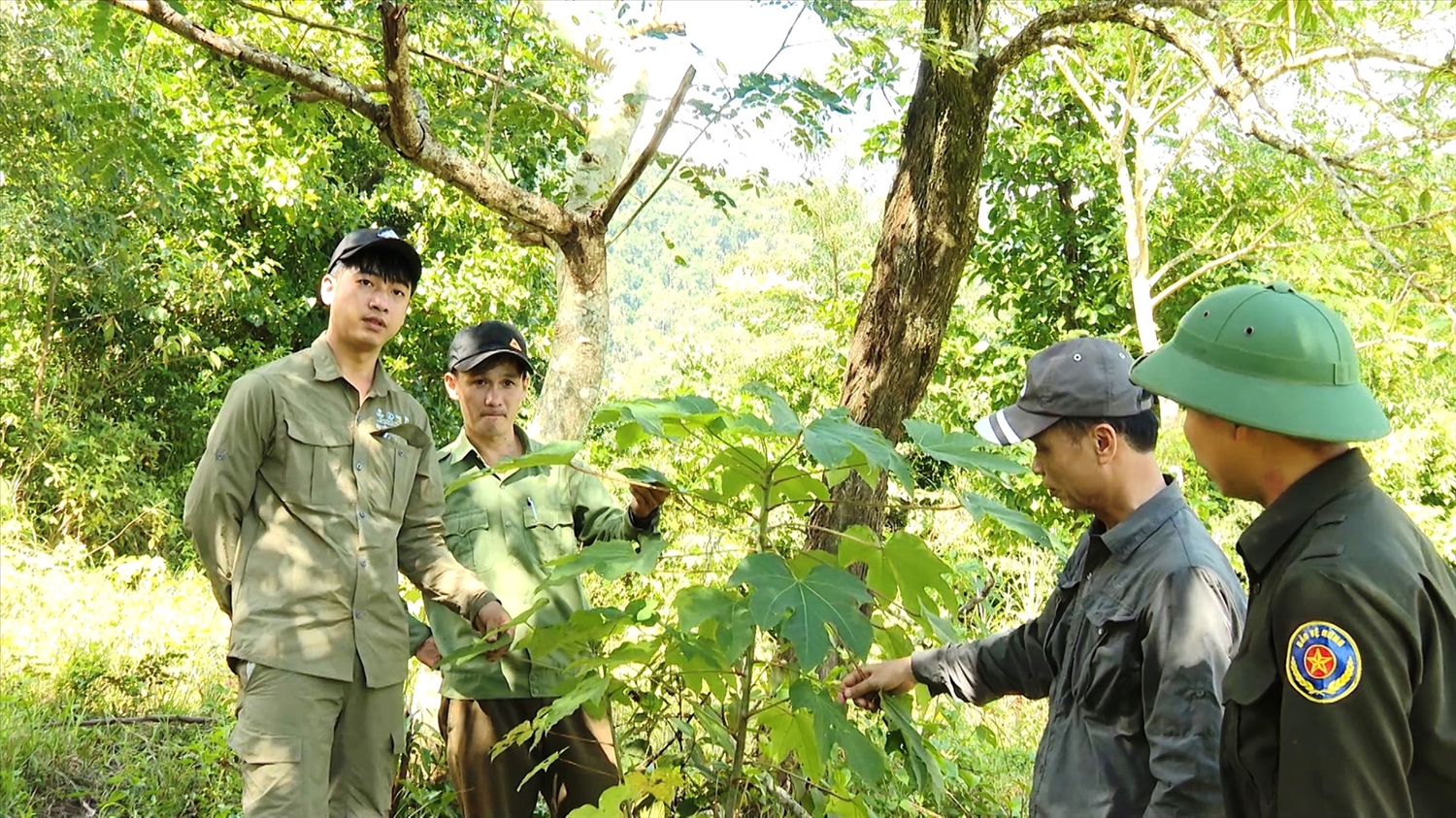 Trồng cây bản địa - cây trẩu, để phục hồi rừng tự nhiên nghèo kiệt tại xã Hướng Linh, huyện Hướng Hóa