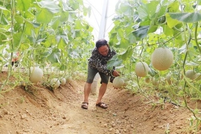 Hộ dân vay vốn trồng dưa lưới trong nhà có mái che, có năng suất cao 