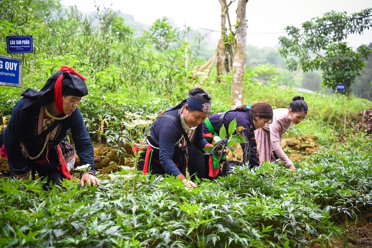 Vùng đồng bào DTTS có rất nhiều tiềm năng để phát triển cây dược liệu