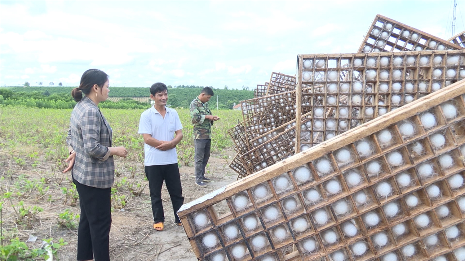 Trồng dâu nuôi tằm đang mang lại nguồn thu nhập ổn định cho gia đình ông Lê Văn Liễu (áo trắng)