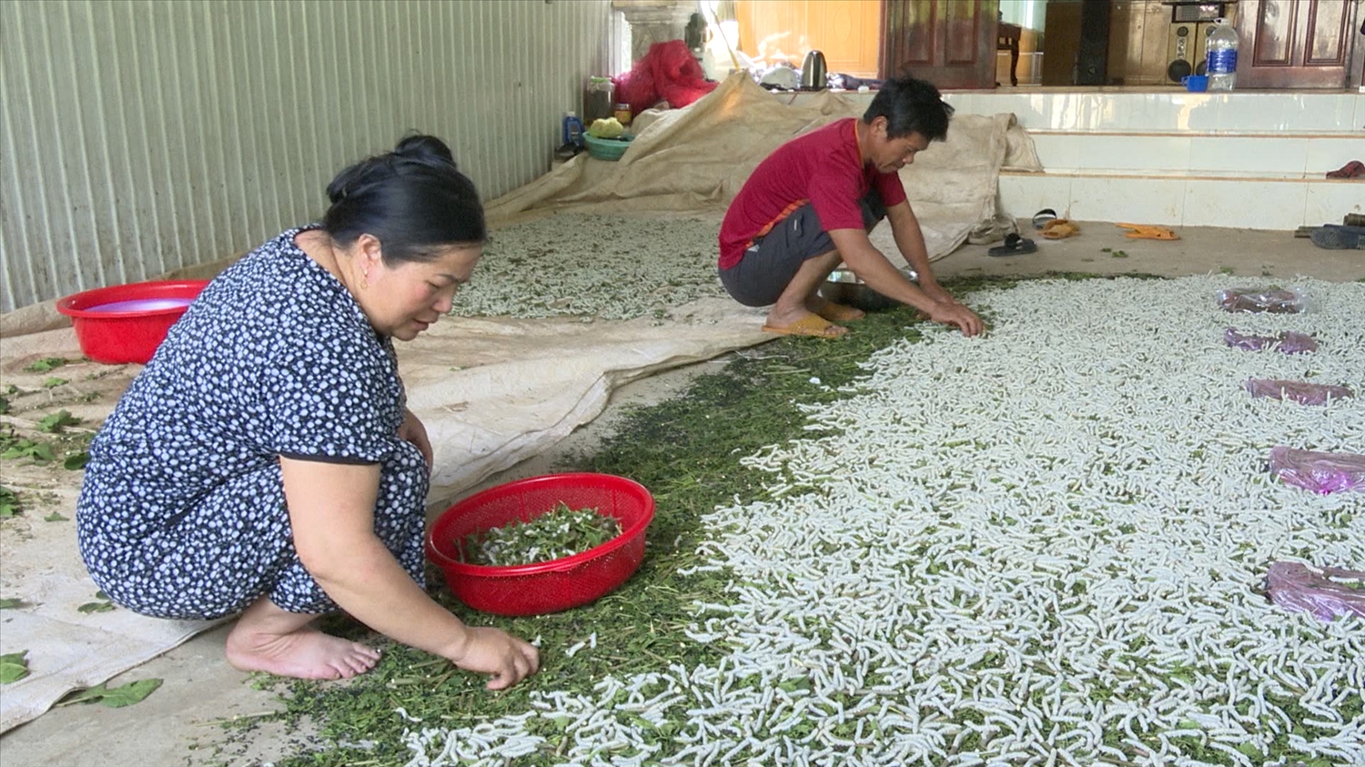 Khi tham gia Tổ hợp tác liên kết trồng dâu nuôi tằm, gia đình bà Nông Thị Hòa được bao tiêu sản phẩm kén tằm