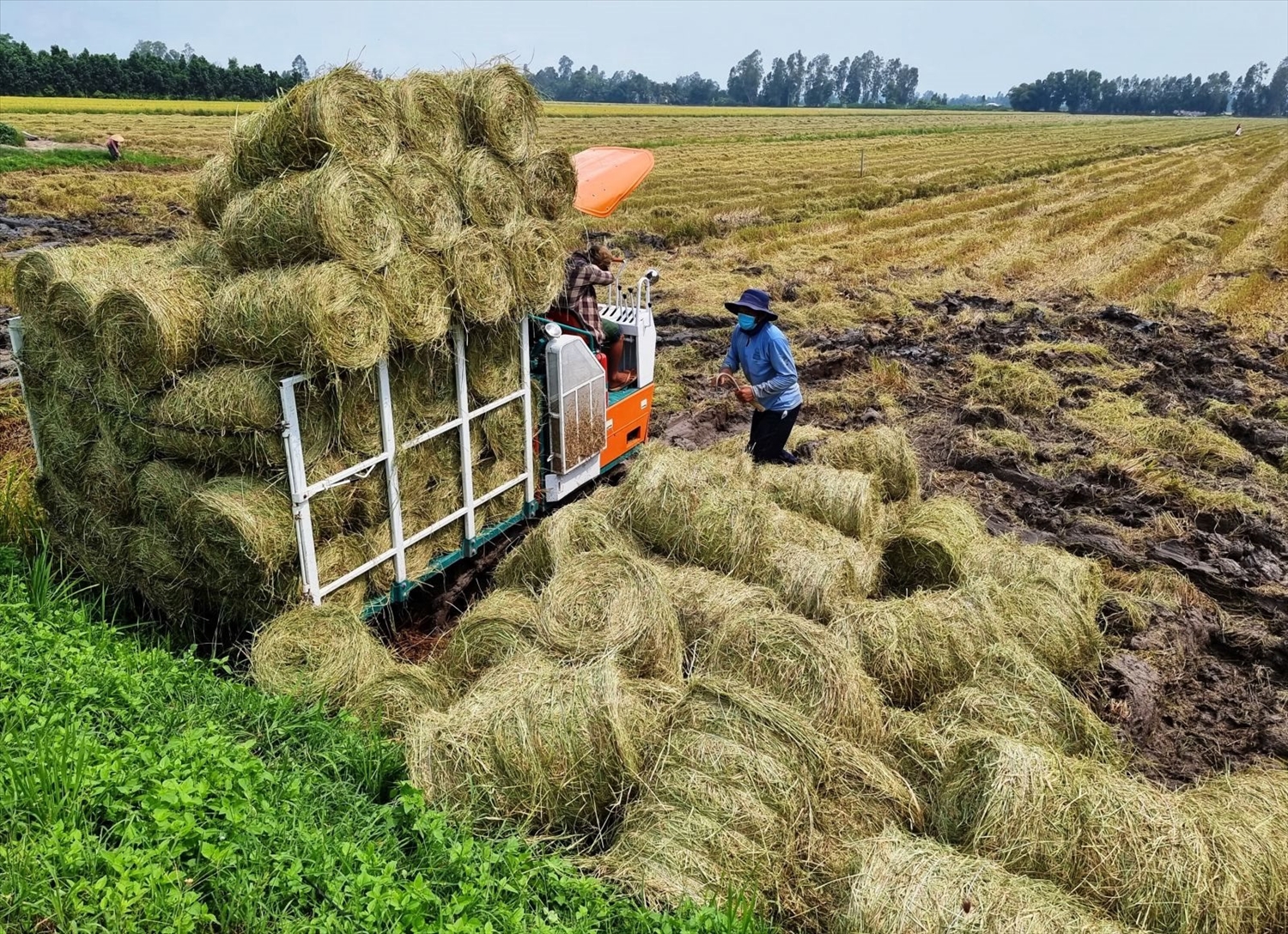 Hằng năm, sản xuất nông nghiệp thải ra môi trường lượng lớn phế phẩm