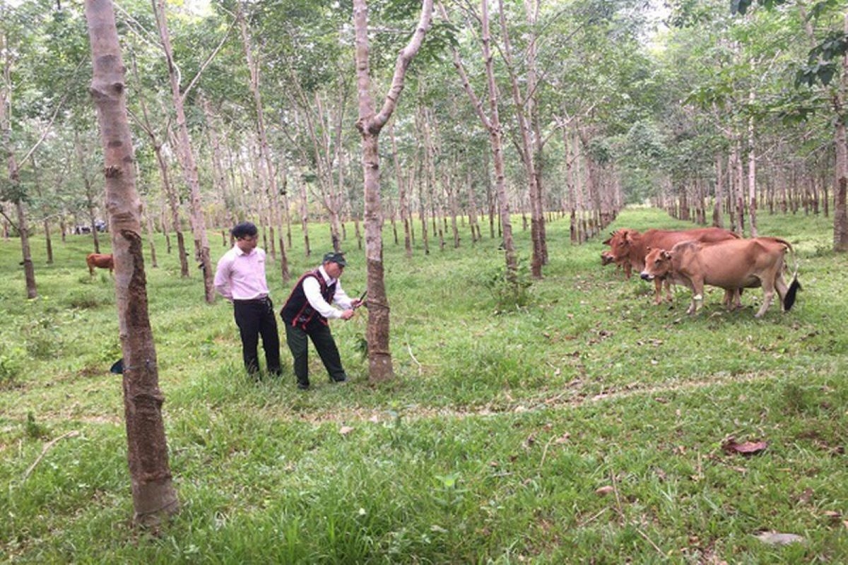 Mô hình nuôi bò vàng dưới tán cao su của gia đình ông Hồ Sỹ Thi ở thôn Ta Rung, xã Hương Sơn trở thành mô hình hỗ trợ phát huy hiệu quả tiêu biểu ở huyện Nam Đông, Thừa Thiên Huế