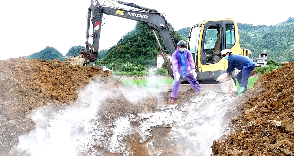 Cơ quan chuyên môn tiến hành khử trùng trước khi tiêu hủy lợn mắc bệnh tại thị trấn Tam Sơn, Quản Bạ. Ảnh: Hoàng Chính