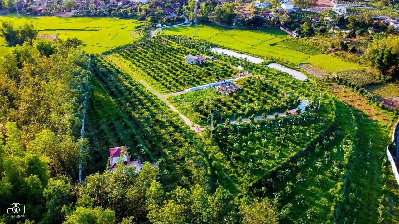 Toàn cảnh khu vườn cam tại Cara Farm ở Bản Bồ.