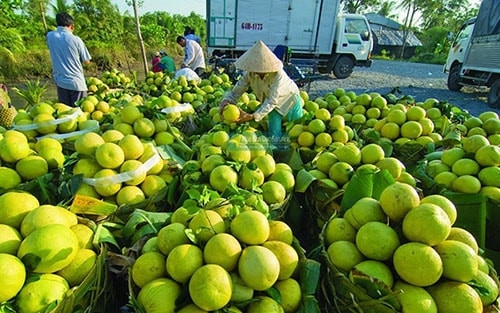 Bưởi múc là đặc sản và có thương hiệu Ocop4 sao của xã Thái Niên, huyện Bảo Thắng nên quy mô trồng cây bưởi sẽ tiếp tục được mở rộng