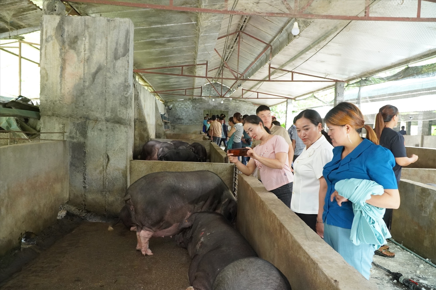 Các đại biểu dự Tọa đàm tham quan mô hình chăn nuôi lợn đen Lũng Pù của HTX Tuấn Dũng