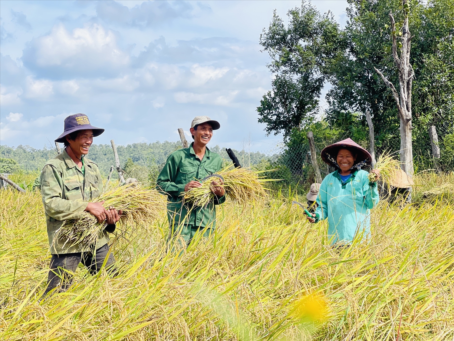 Có nguồn nước mát, bà con làng Hrach (xã Chư Krêy, huyện Kông Chro) phấn khởi thu hoạch lúa nước