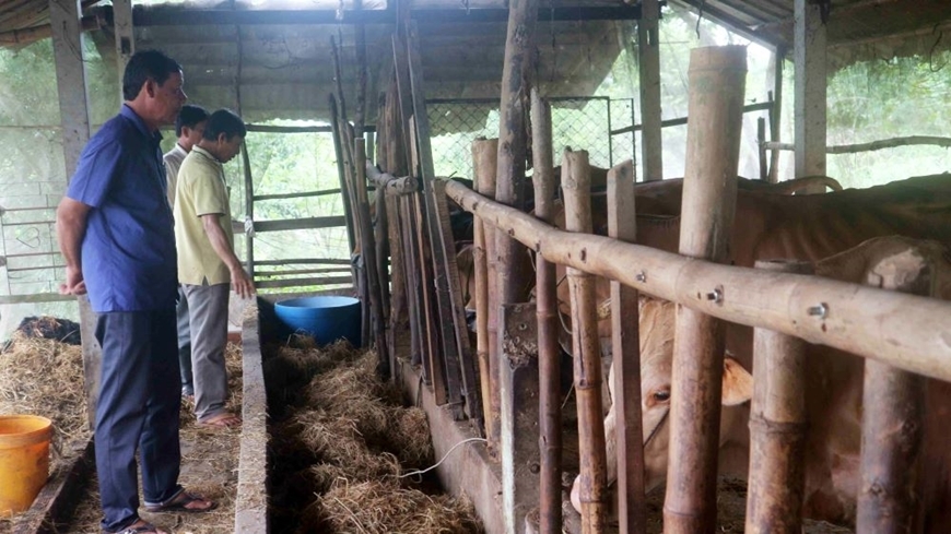 Ông Sơn Lộc (đứng giữa) giới thiệu về mô hình chăn nuôi bò lai sind sinh sản cho các hội viên Hội Cựu Chiến binh xã Long Phú. 