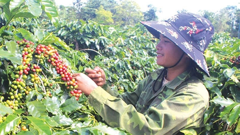 (Bài KH): Ta Lư Coffee- Thương hiệu riêng của đồng bào Bru Vân Kiều 1