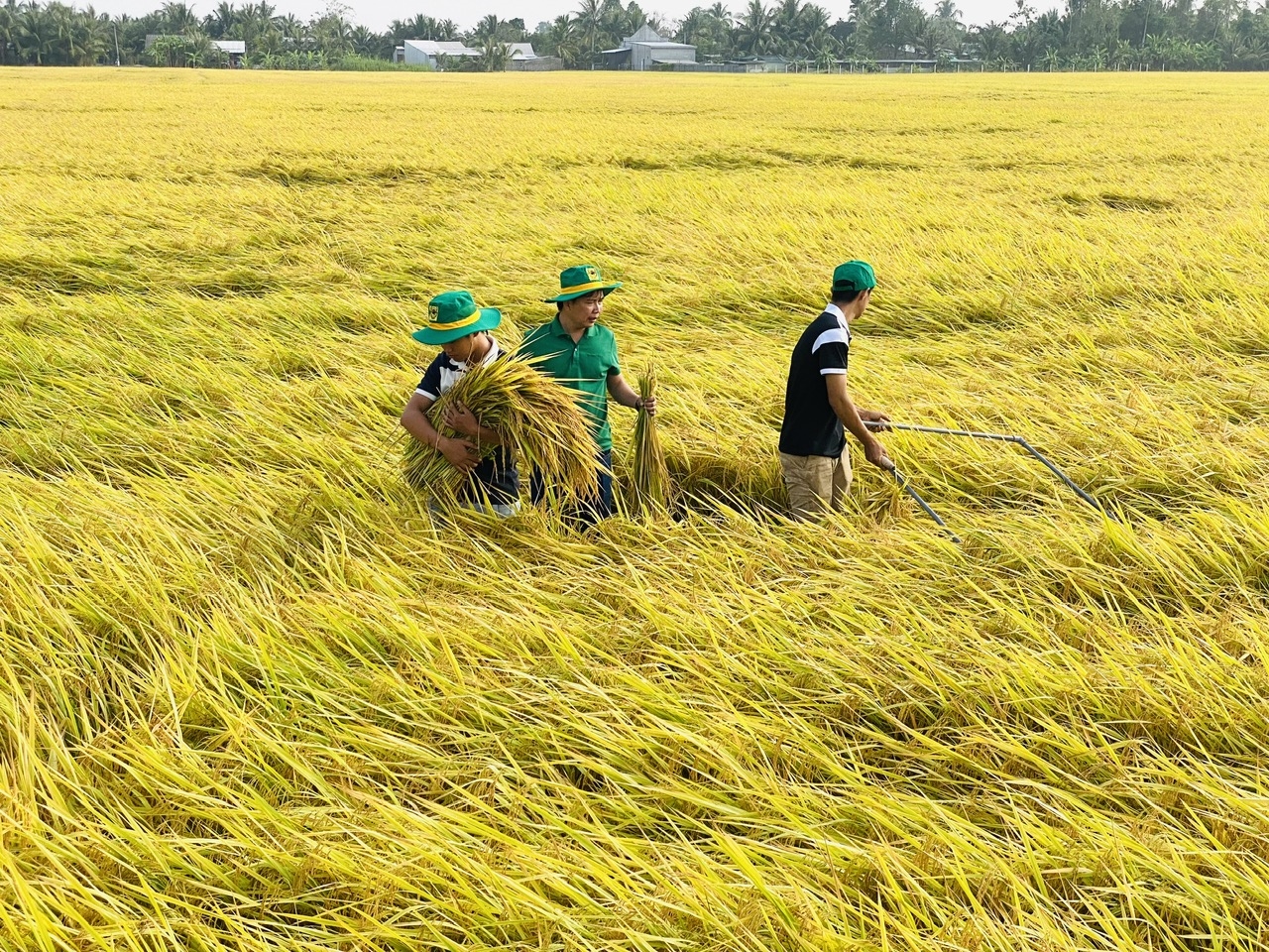  Nông dân ĐBSCL trên đồng lúa (Ảnh minh họa).