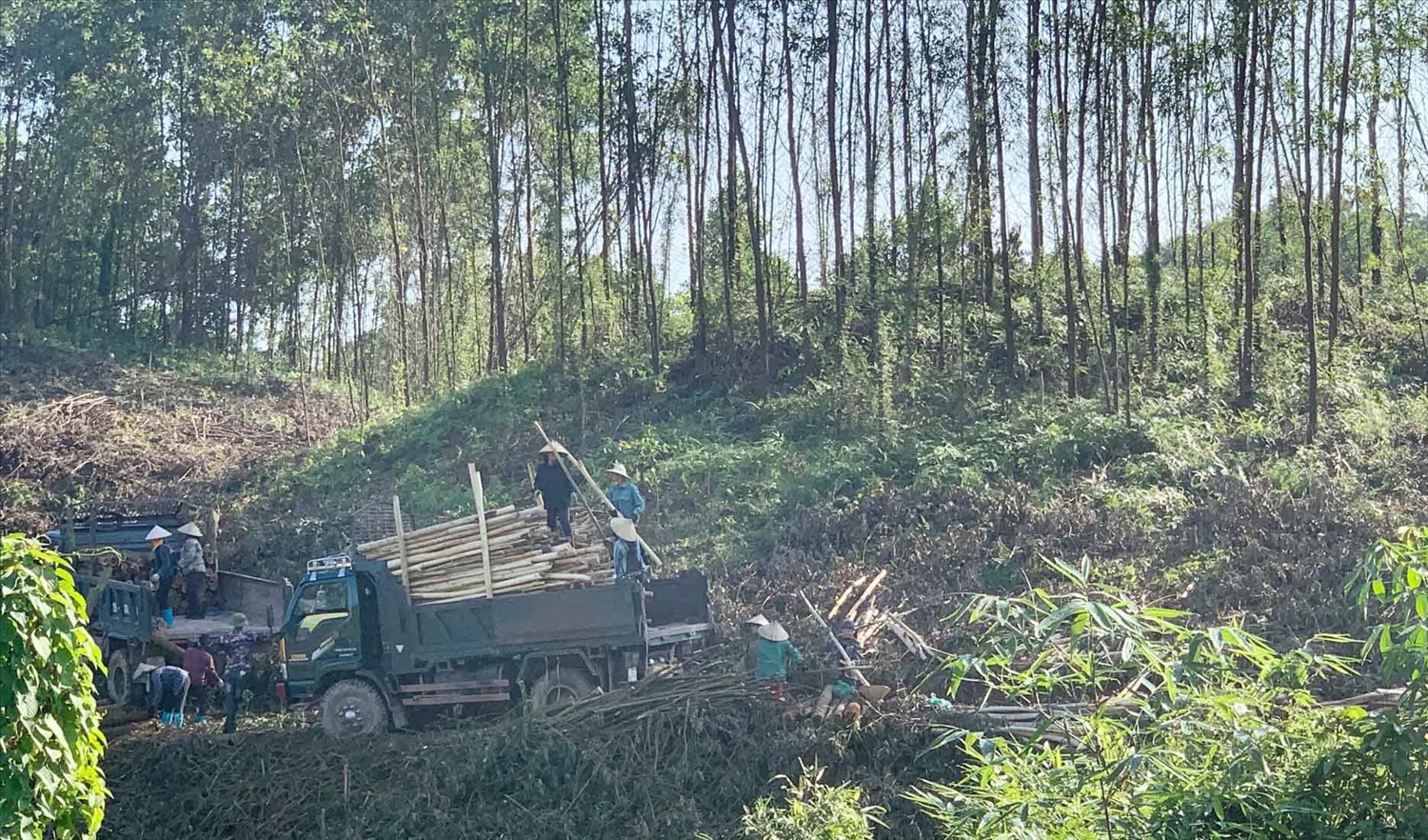 Tại nhiều địa phương, người dân thu hoạch keo chuyển sang trồng rừng gỗ lớn cho giá trị kinh tế cao