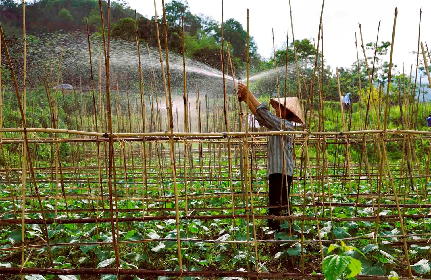 Người dân xã Tà Cạ, huyện Kỳ Sơn phát triển rau màu hàng hóa để nâng cao thu nhập, cải thiện cuộc sống