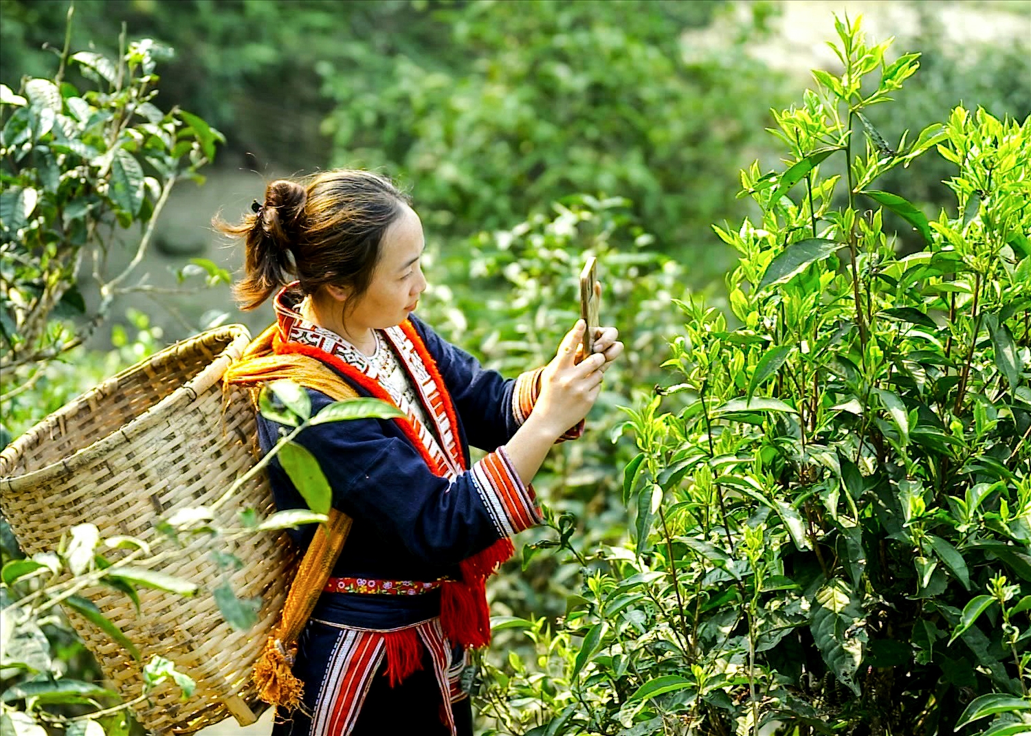 Người dân xã Thông Nguyên (Hoàng Su Phì) sử dụng điện thoại thông minh để quảng bá chè Shan tuyết trên các nền tảng số. Ảnh: Yên Hoa