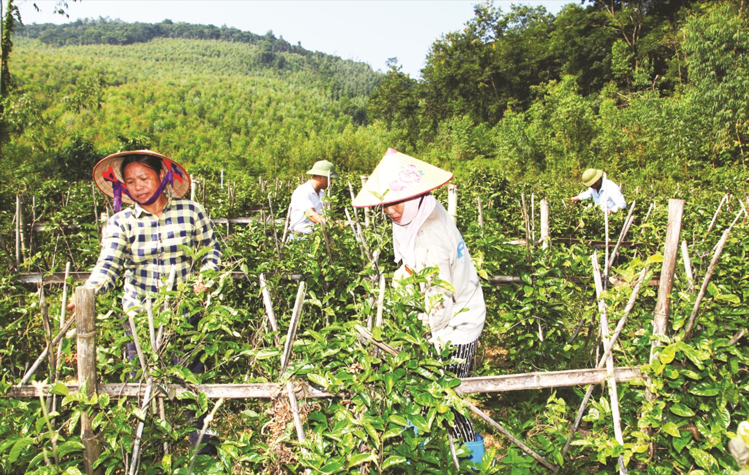 Mô hình trồng cây ba kích thương phẩm ở thôn Đồng Giếng, xã Đạo Trù, huyện Tam Đảo, Vĩnh Phúc mang lại thu nhập ổn định. Ảnh: Nguyễn Lượng