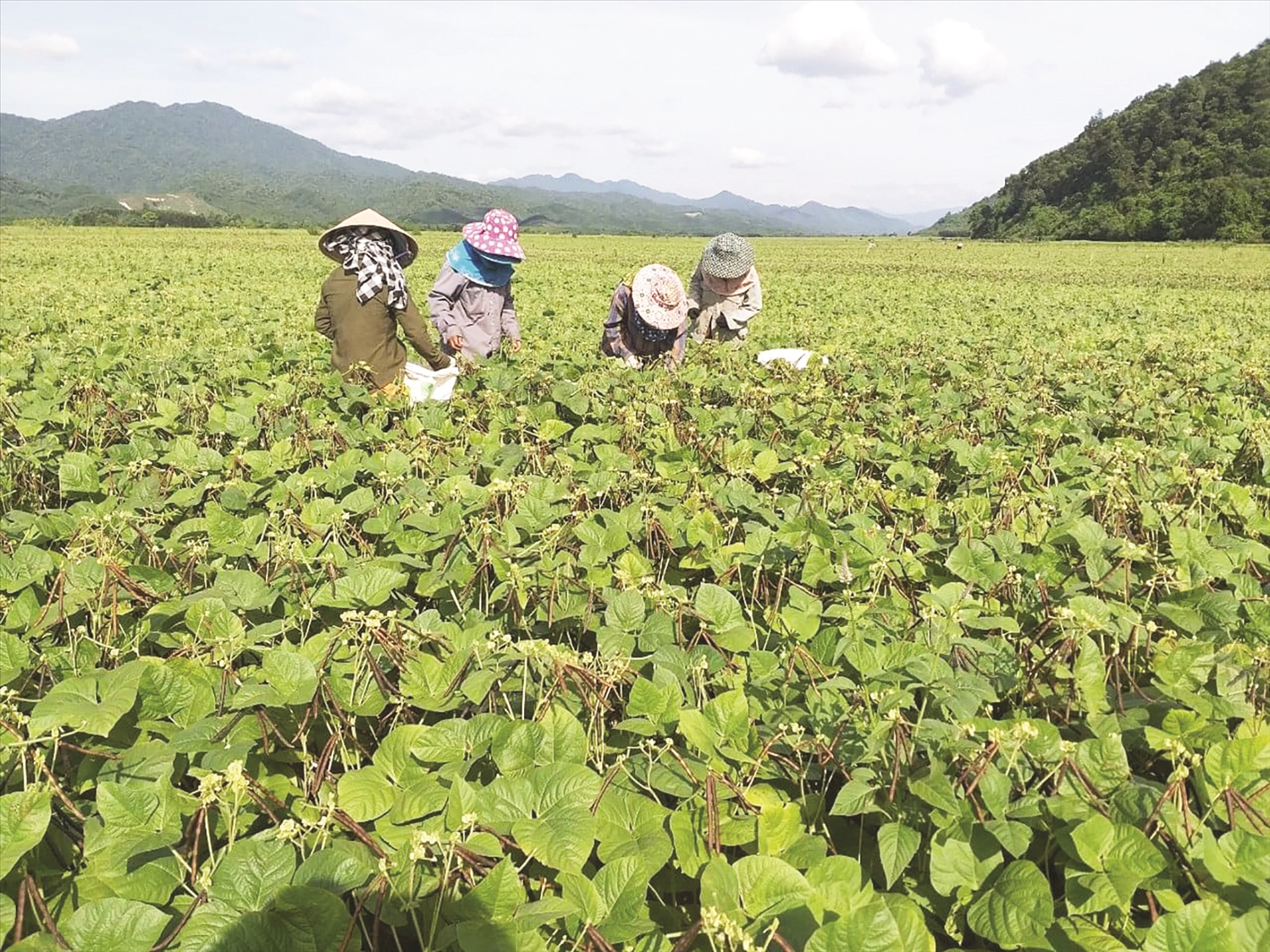 Người dân Ba Lòng phát triển các mô hình sản xuất nâng cao thu nhập. (Trong ảnh: Đậu xanh là cây chủ lực ở Ba Lòng)