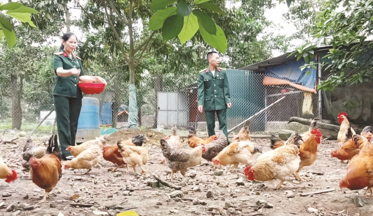 Cựu chiến binh huyện Tiên Yên cùng chia sẻ kinh nghiệm, giúp đồng đội phát triển chăn nuôi.