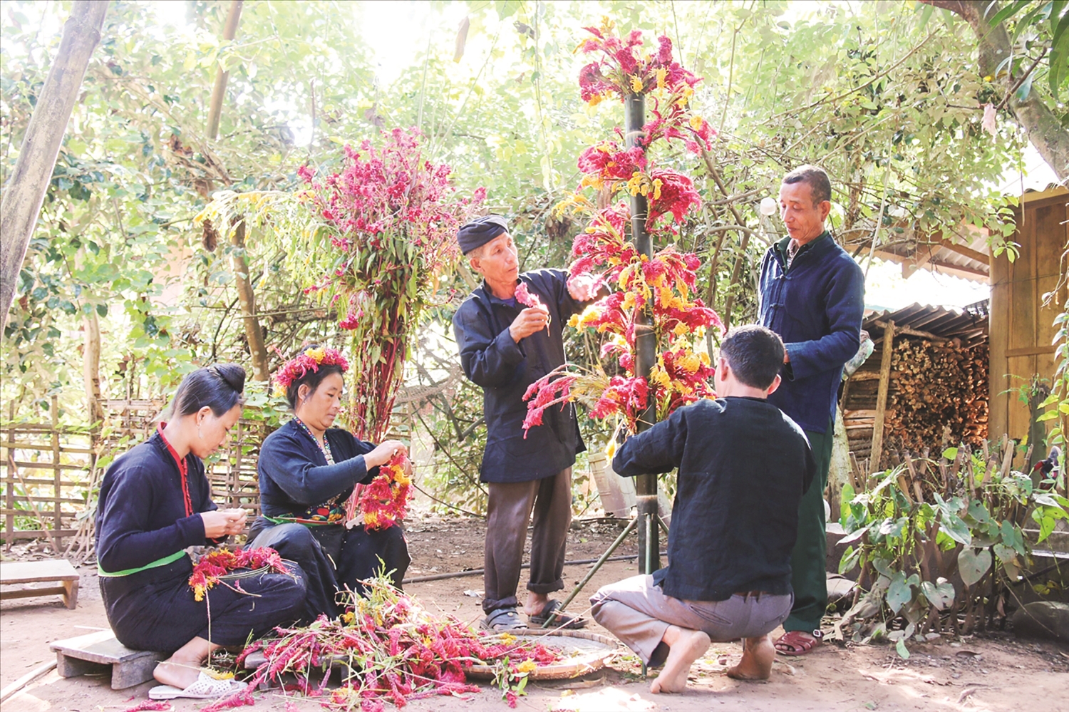 Đồng bào Cống ở bản Lả Chà tết cây hoa mào gà để chuẩn bị tổ chức Tết hoa mào gà
