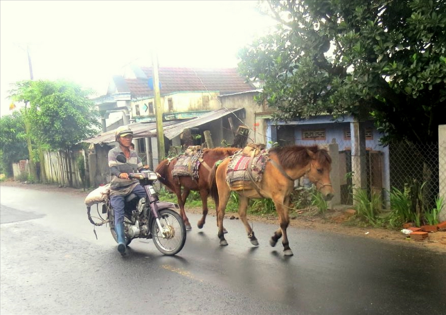 Hiện nay, những chú ngựa đi lại trên đường là hình ảnh hiếm gặp ở Tuy An (Phú Yên)