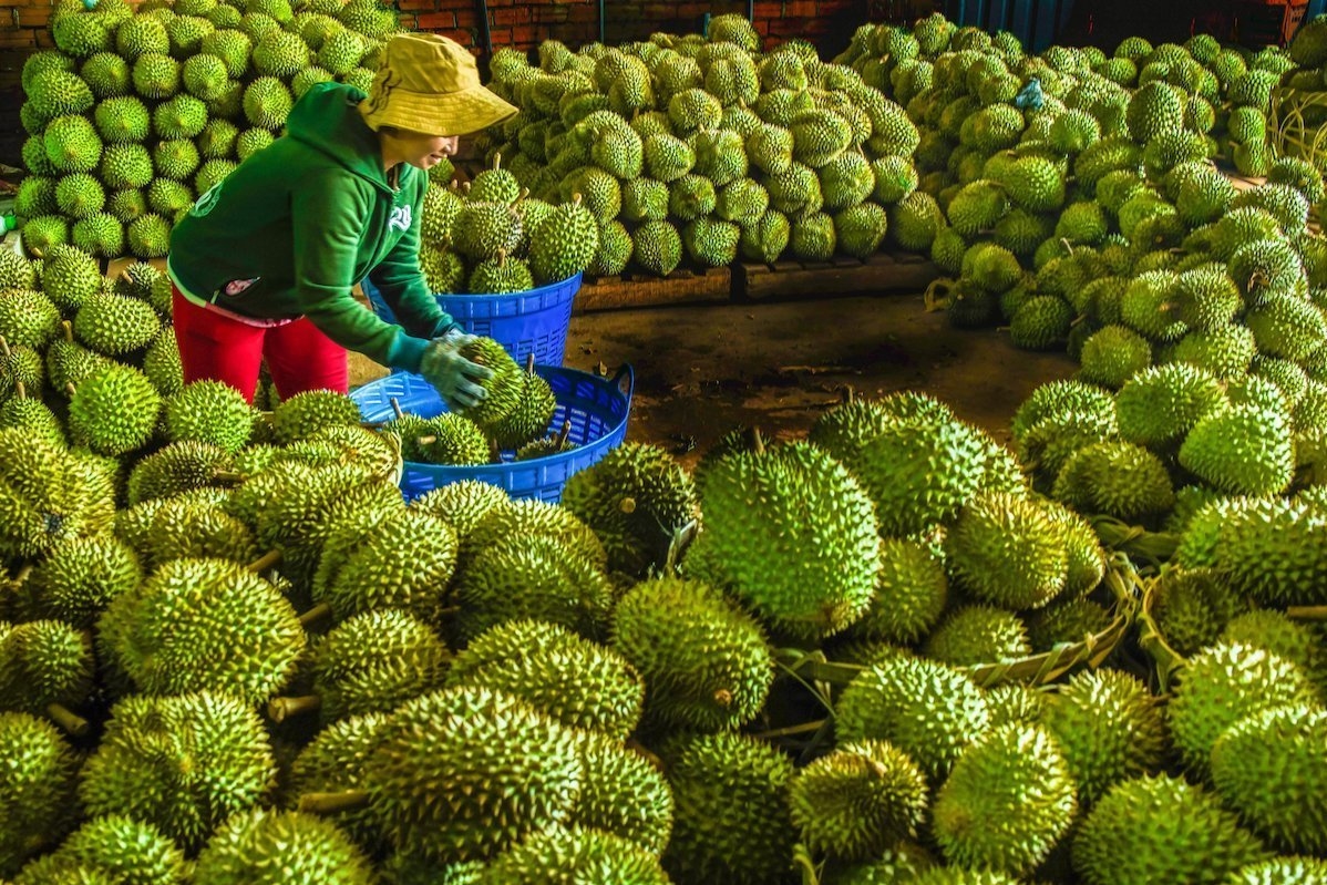 Sầu riêng là mặt hàng rau quả xuất khẩu tăng trưởng mạnh nhất từ đầu năm đến nay (Ảnh minh họa)