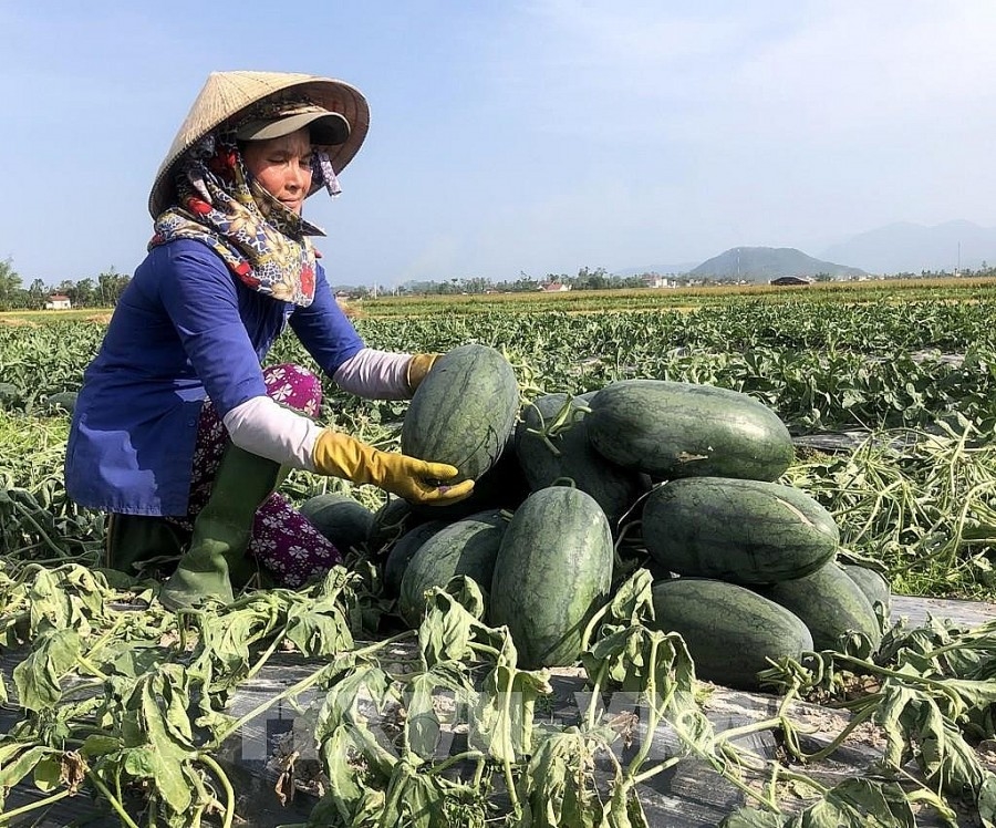 Nông dân Quảng Ngãi thu hoạch dưa hấu (ảnh minh họa).