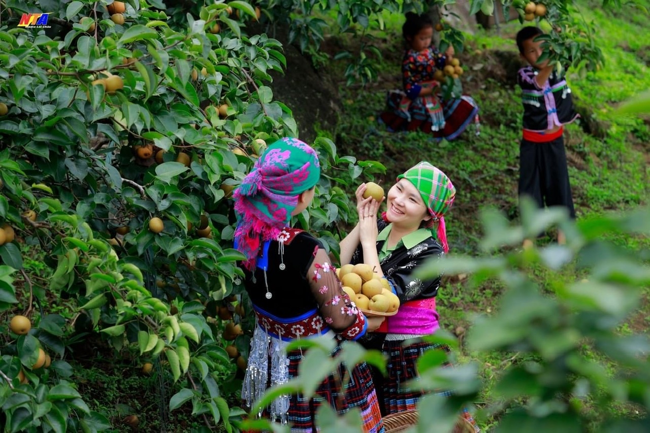 Mùa thu hoạch mắc cọp. (Ảnh Tuấn Anh)