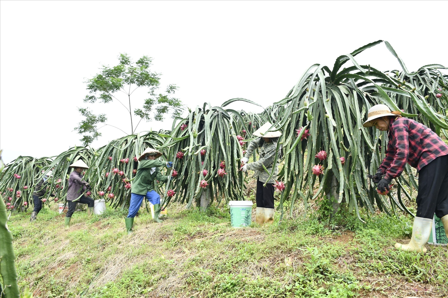 Mỗi vụ thanh long, gia đình anh Đỗ Văn Hưng thuê từ 15-20 lao động.