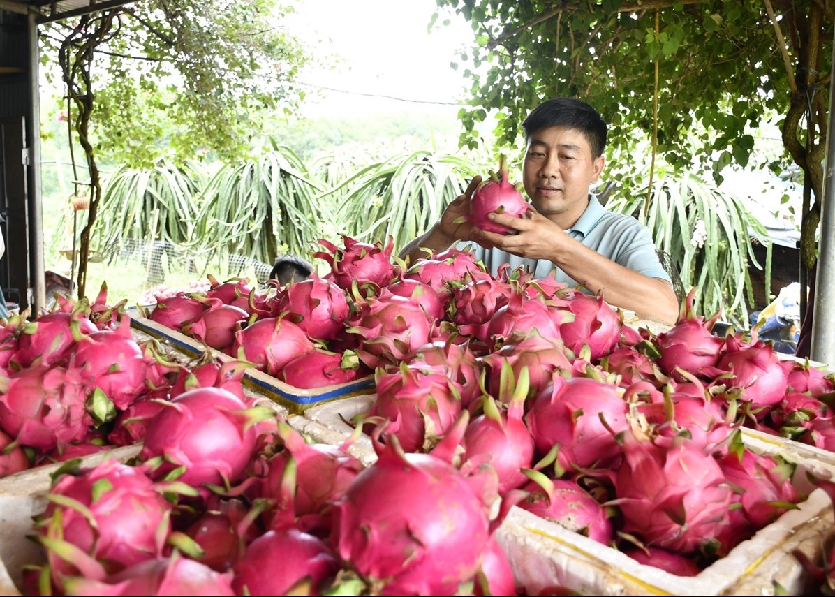 Anh Đỗ Văn Hưng cẩn thận lựa chọn quả thanh long chất lượng đến tay người tiêu dùng.