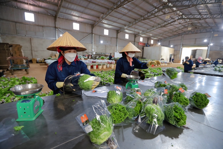 Công nhân trang trại Langbiang Farm đang sơ chế rau trước khi đóng gói cho vào kho lạnh.